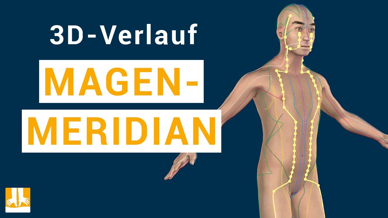 Der Magenmeridian - 3D-Verlauf von Punkt zu Punkt