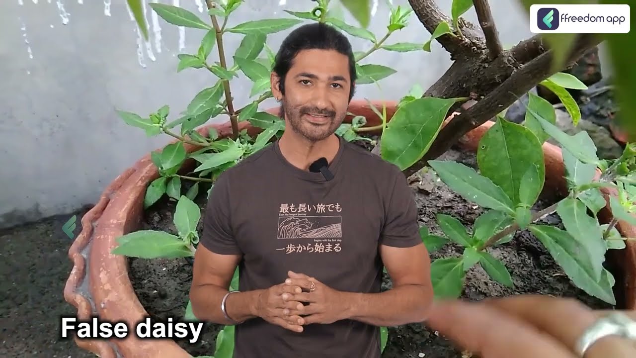 कम पानी, बिना रखवाली वाली खेती भृंगराज |आयुर्वेद की जान, हाथों-हाथ बिकेगी उपज | Bhringraj Farming