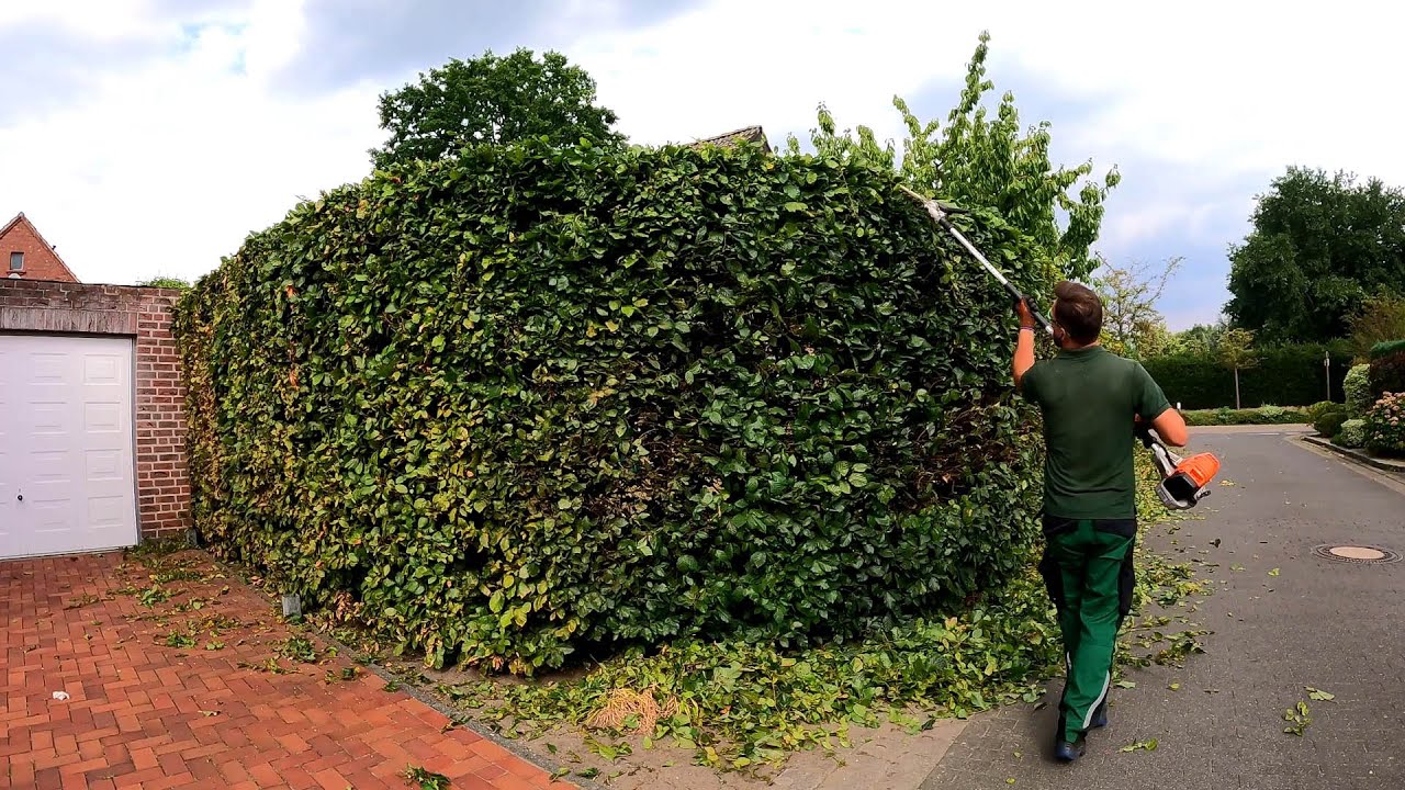 RETURN of a beautiful SHAPE for a BeechHedge