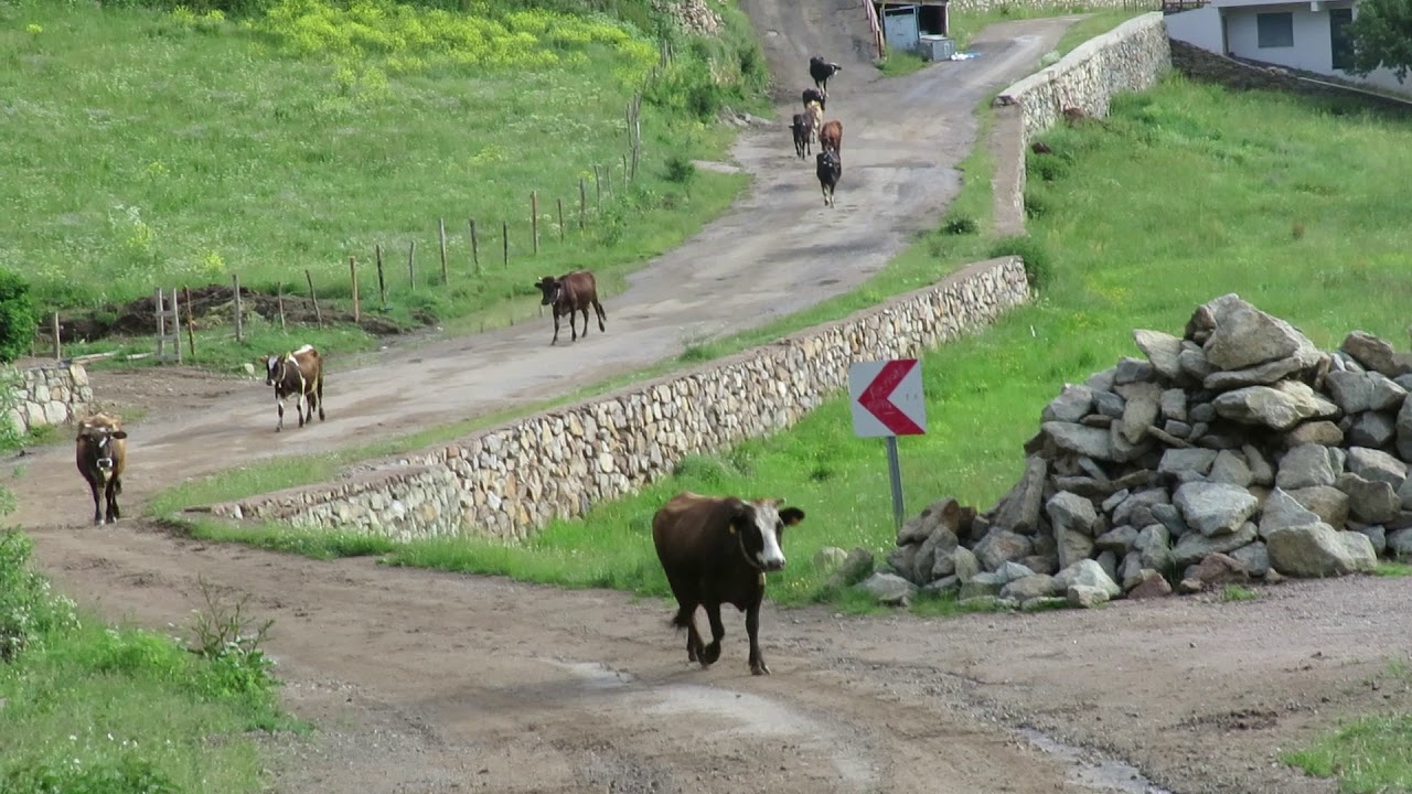 Şaphana /Yağmurdere /Gümüşhane -Şaphane