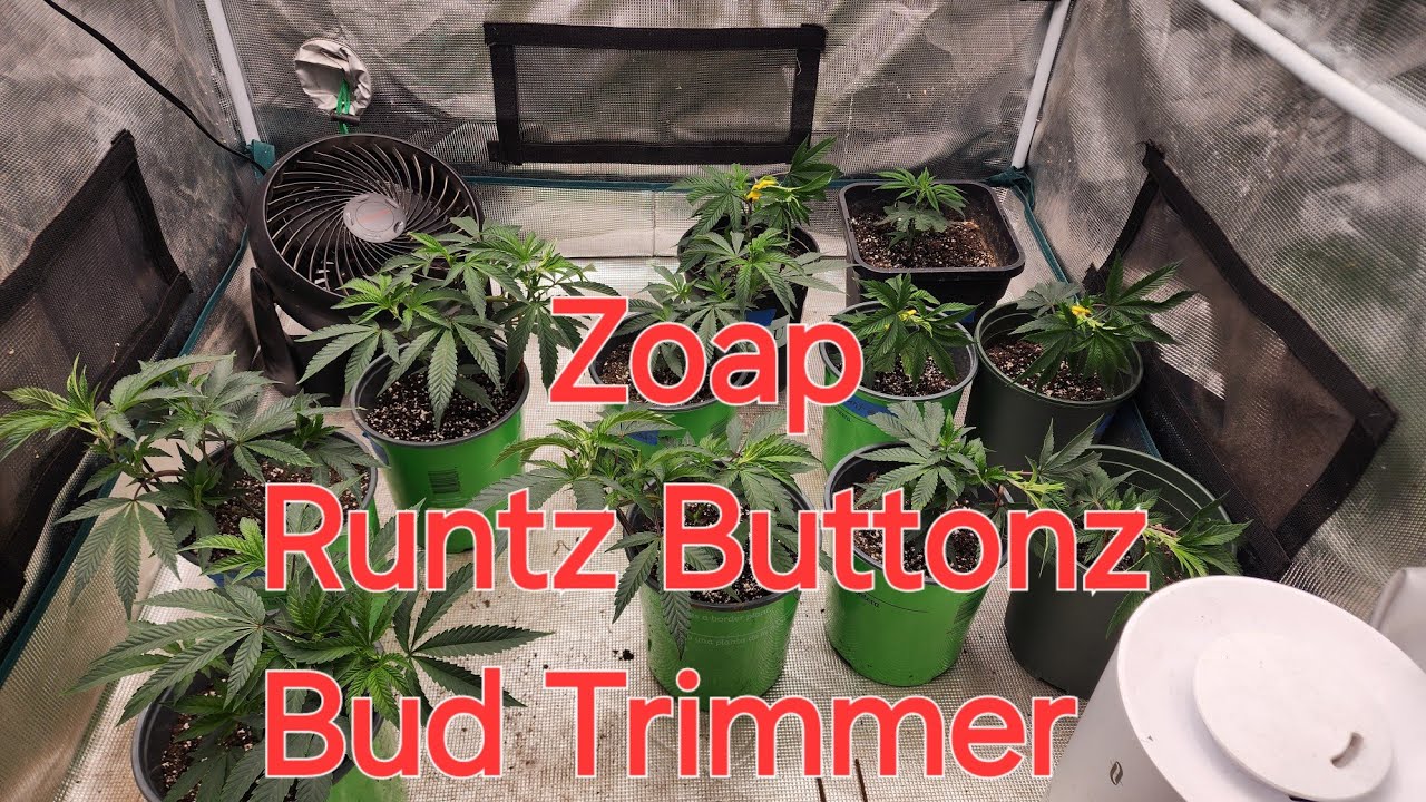 Zoap & Runtz Buttonz. Bud trimmer. Mars hydro 3x3 #Marshydro