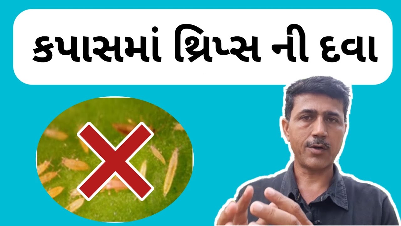 કપાસમાં થ્રીપ્સ ની દવા | કપાસ ની ખેતી | Cotton farming