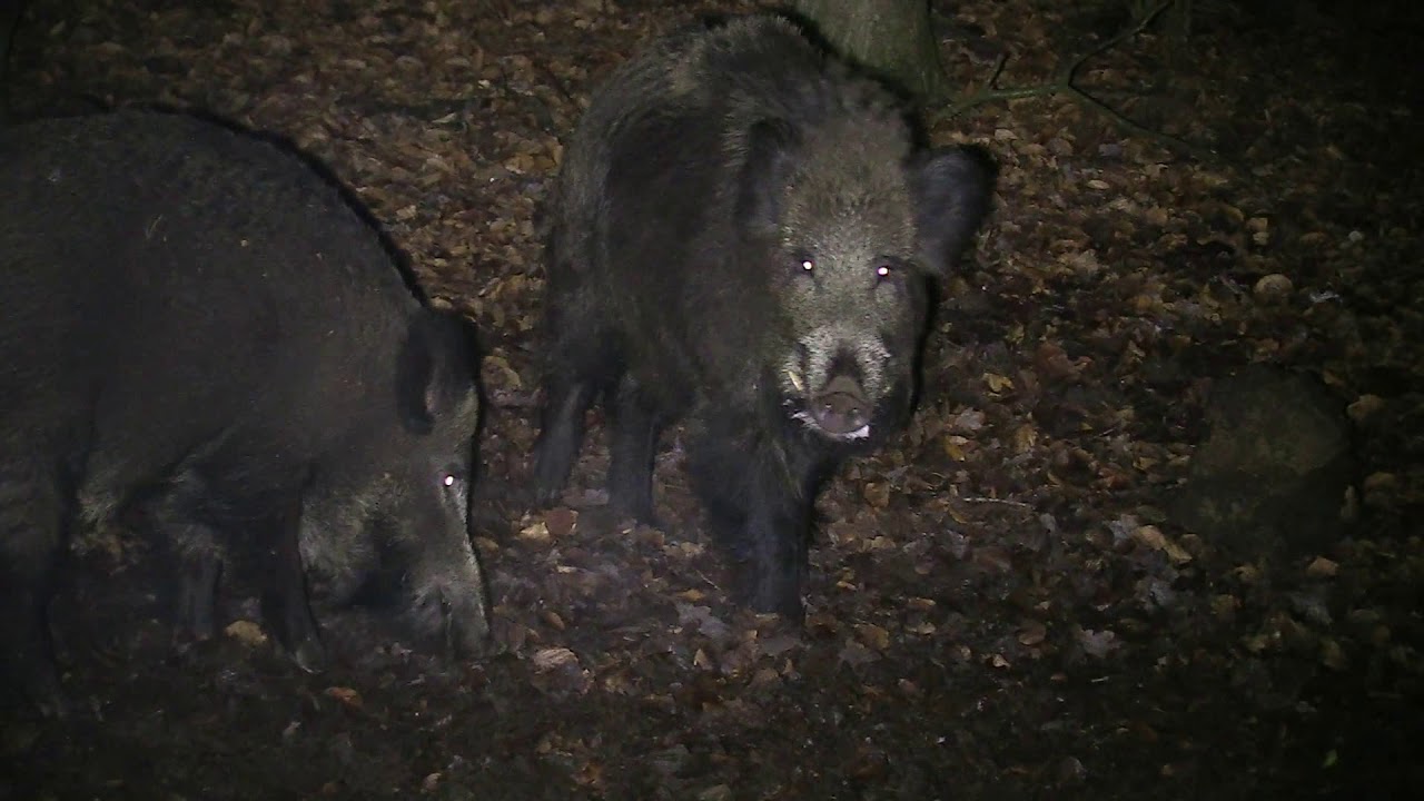 Zwijnen in de Nacht, Wild Boars in the Night Veluwe Movie