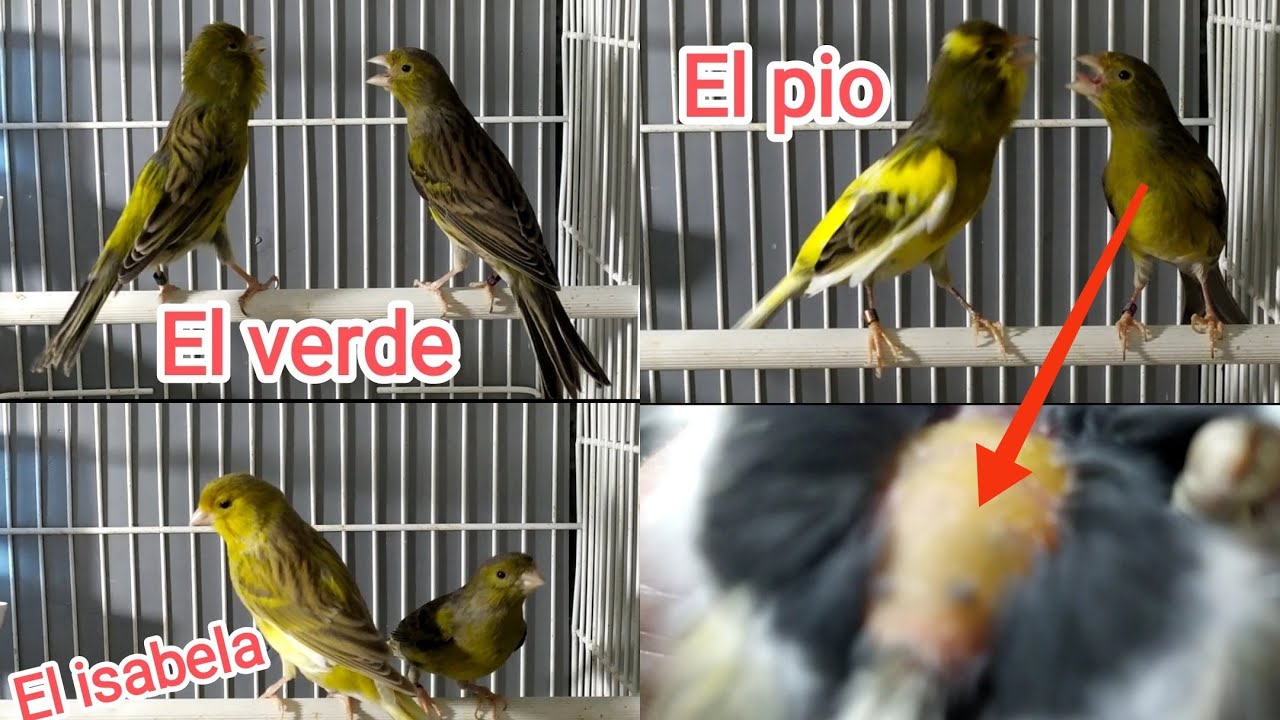 A vosotros que macho os gusta más???,(pon un comentario, qué es gratis). 😃