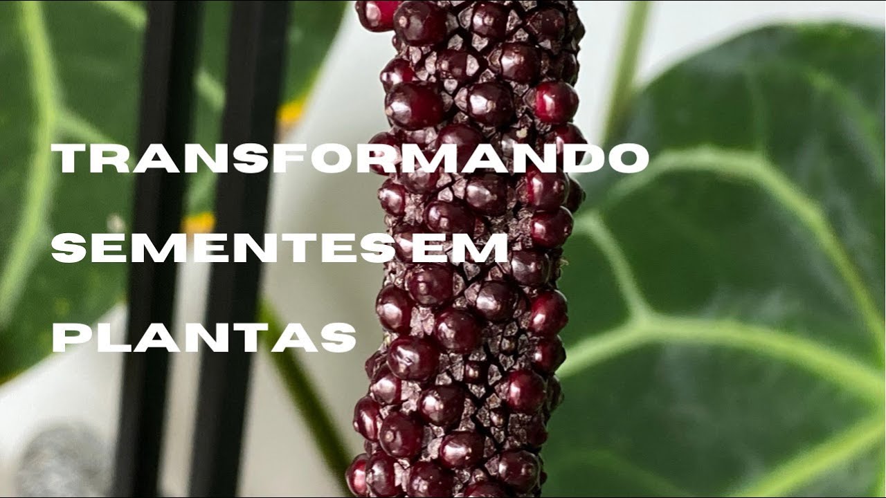 Cultivando Anthuriums - parte 3: como cuidar das sementes e transforma-las em plantas incríveis