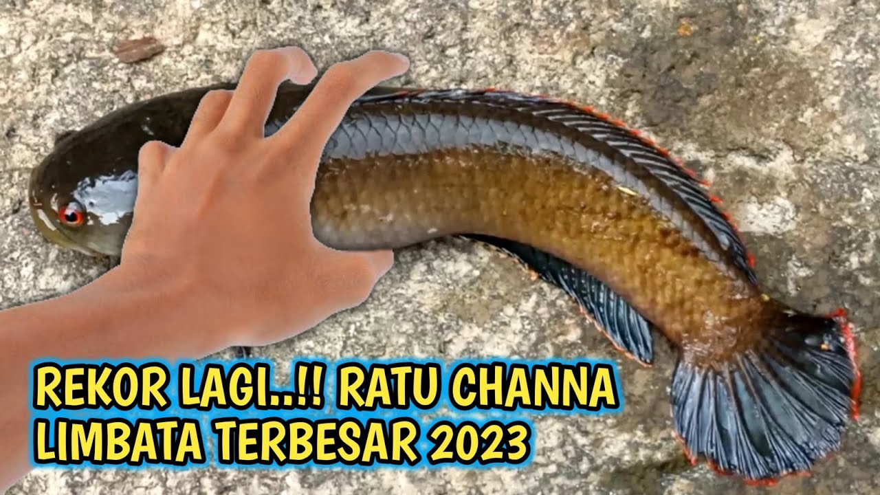 REKOR LAGI‼️RATU Channa LIMBATA BERHASIL TERANGKAT ke Permukaan