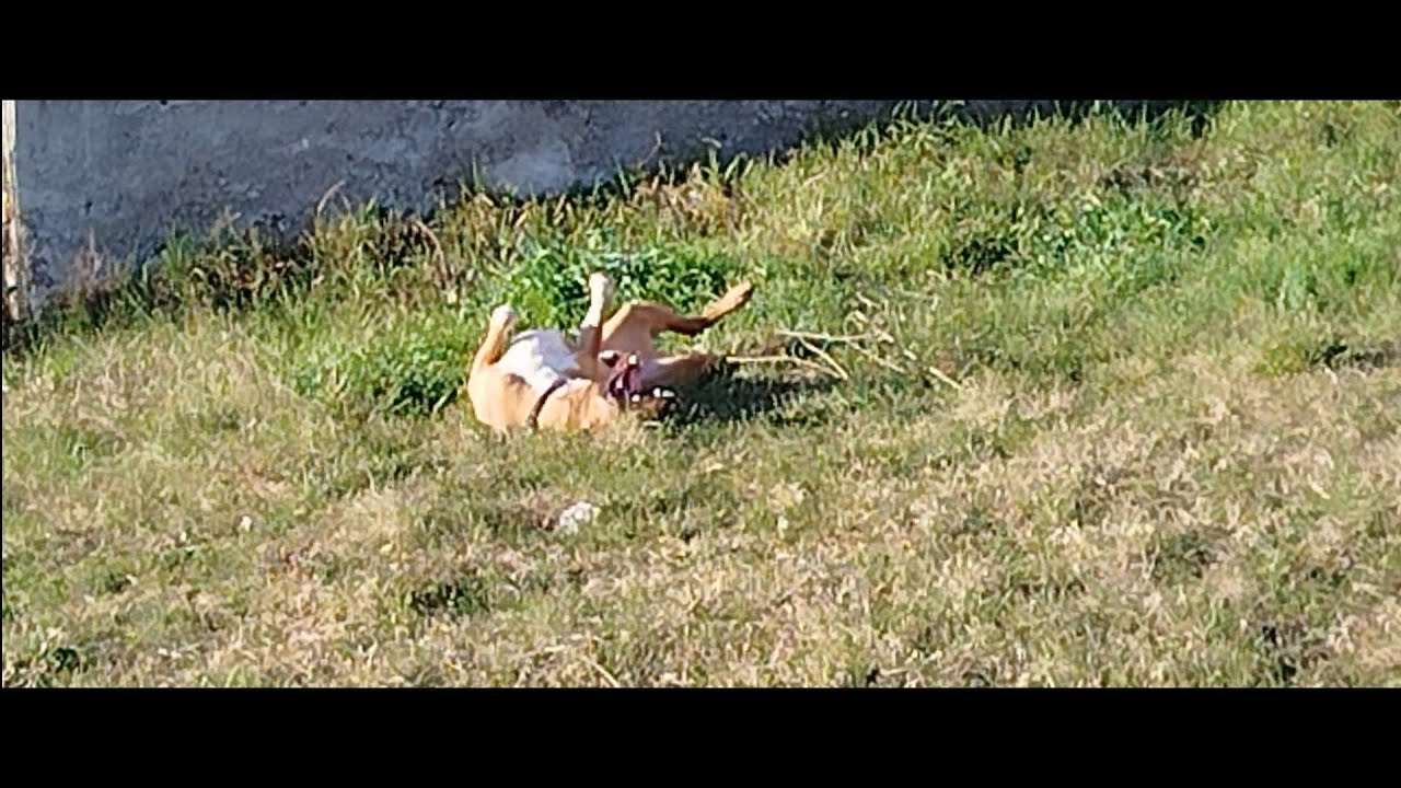 Asterix Being Pure Comedy While Fetching the Ball 😂🐶 | Funny Dog Video