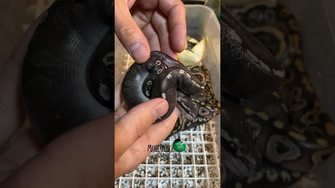 The #GHIMojave combo is always an attention grabber! #molinarosnakelab #ballpython #reptiles #eggs