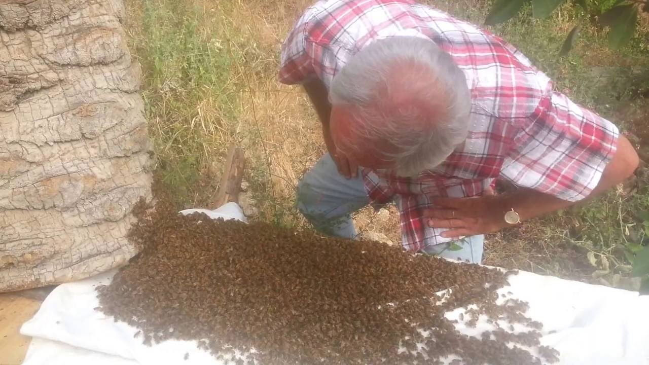יוסי אוד - דבורים אהובות- yossi aud- The loving bees- ביו דינמי- Bio dynamic
