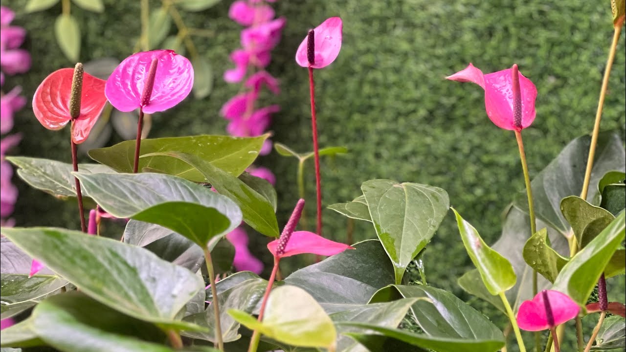 එකම පැකේජයකින් දම් පාට ඇන්තූරියම් වර්ග 6 ඕනිද 0773407293 වට්සැප් මැසේජ් එකක් දාන්න 