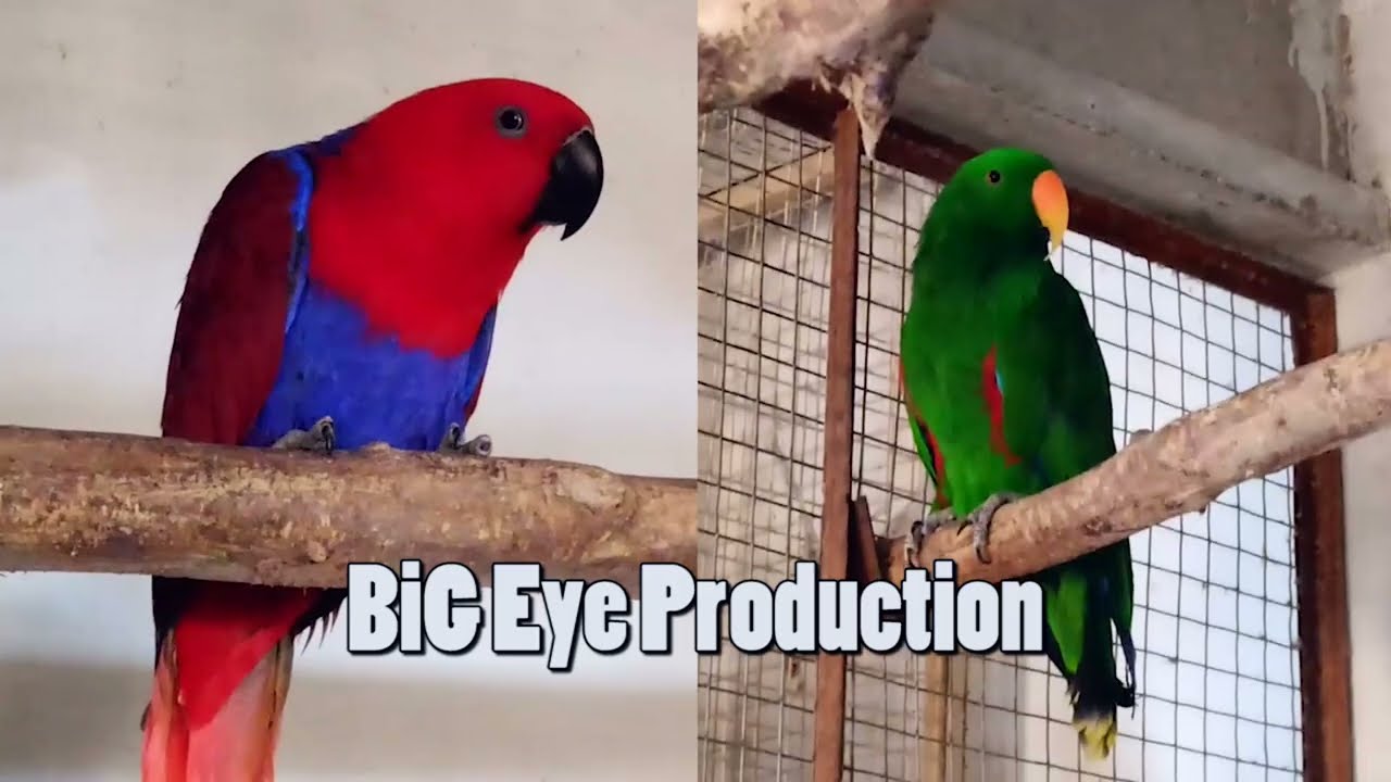 Eclectus Parrot African Grey Raw Parrot in Multan | Bird Keeping Tips