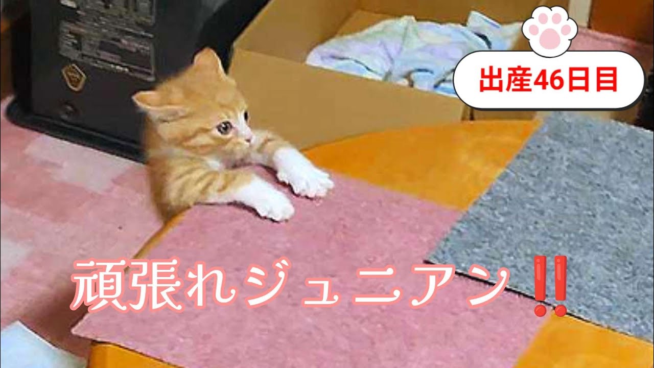 [生後46日目]動きが速くなってきました❗️