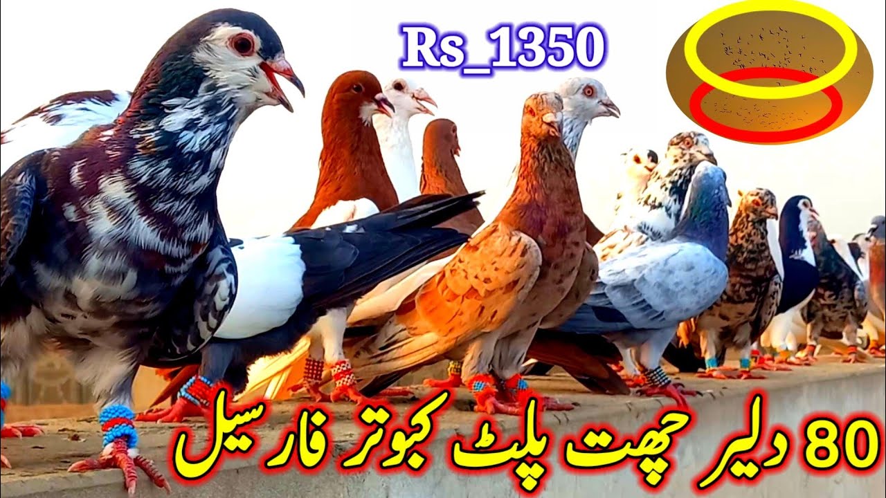80 Brave Pigeon's ForSale | 03146721865   | pigeons for sale | Pigeon Videos |