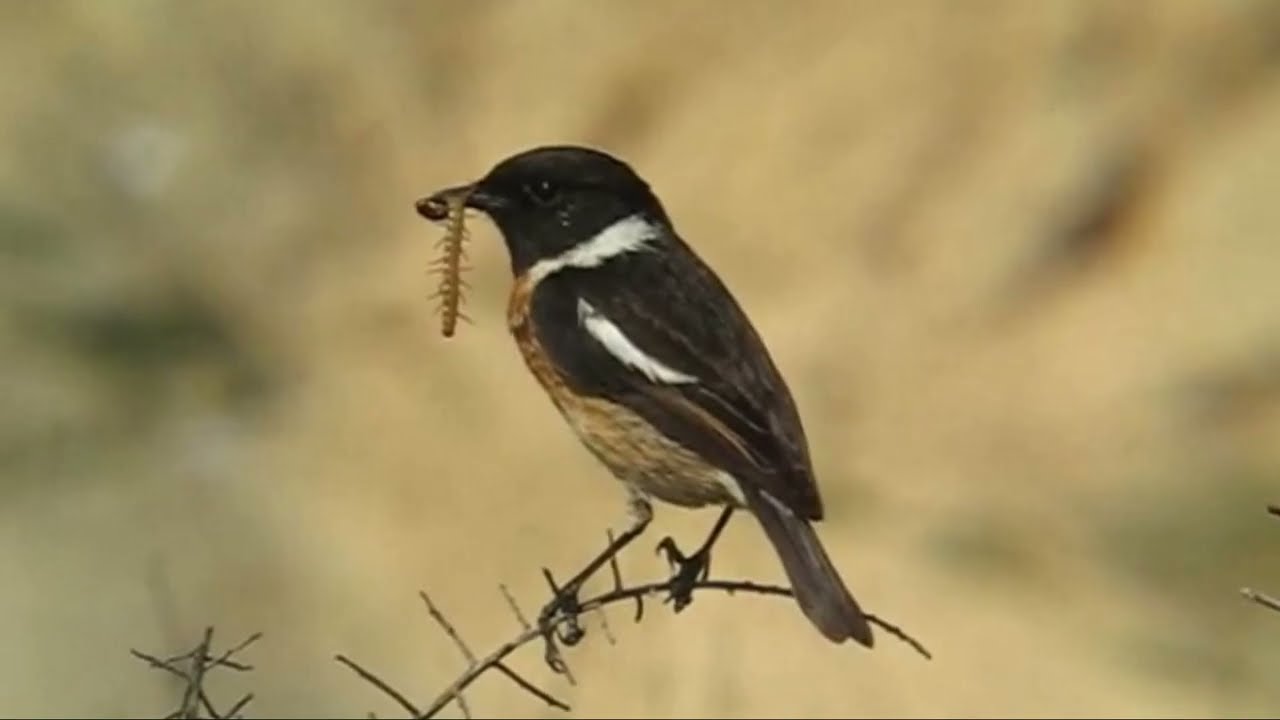 Черноголовый чекан   Saxicola torquata