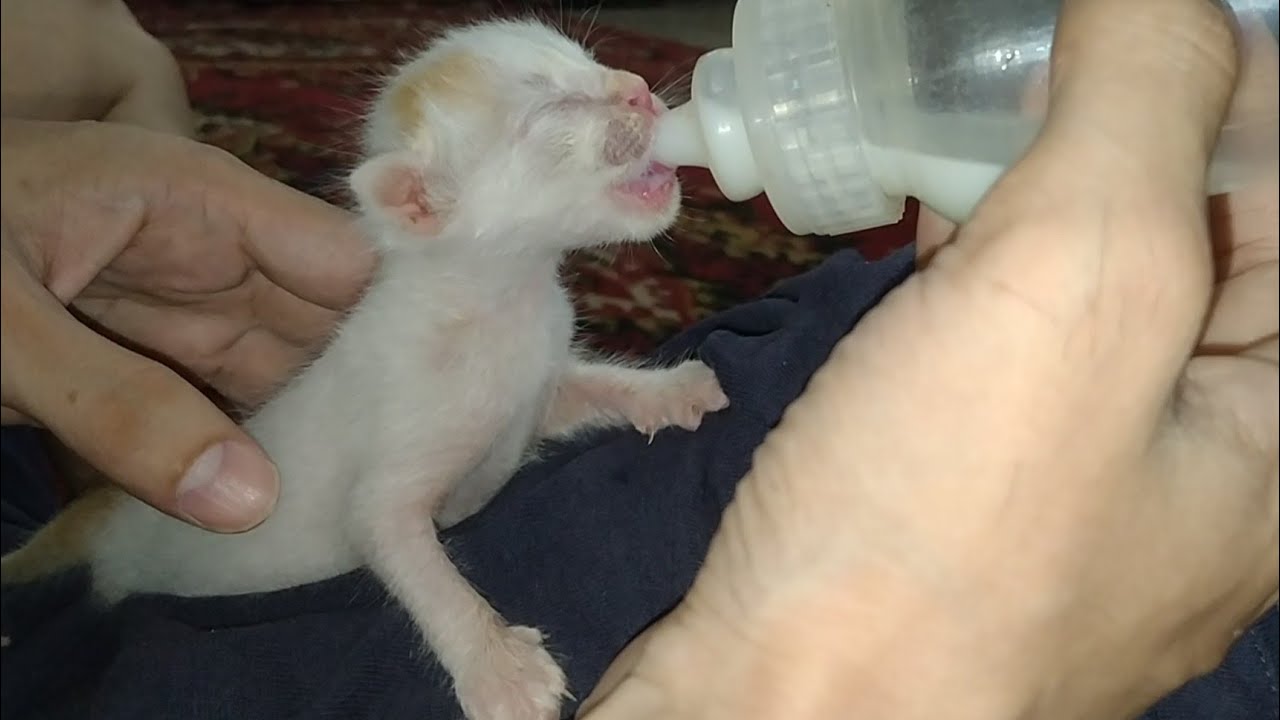 Second Kitten Finally Drinking Milk Peacefully Both Cute Kittens Are Now Expert In Bottle Feeding