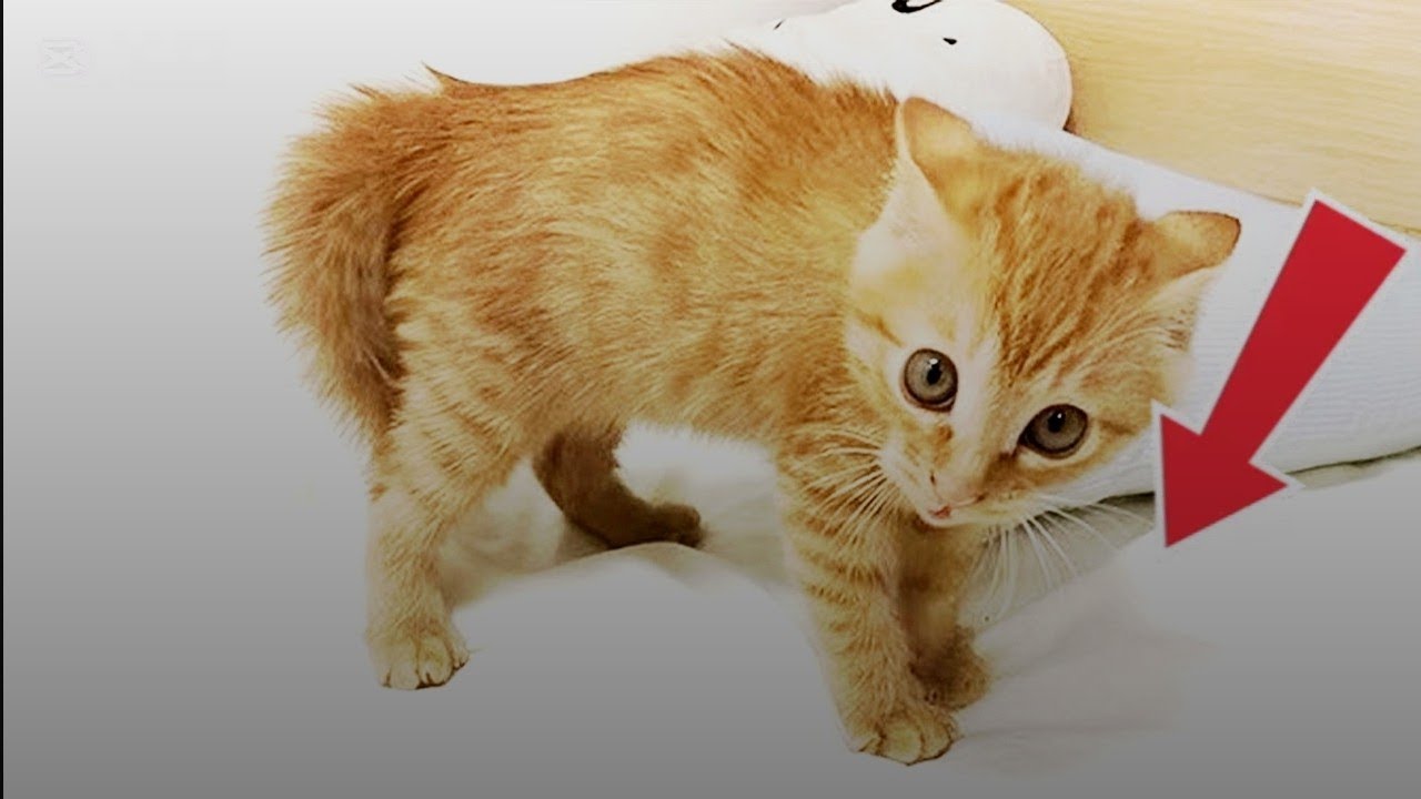 This 5-Week-Old Kitten Will Melt Your Heart 🐱💖