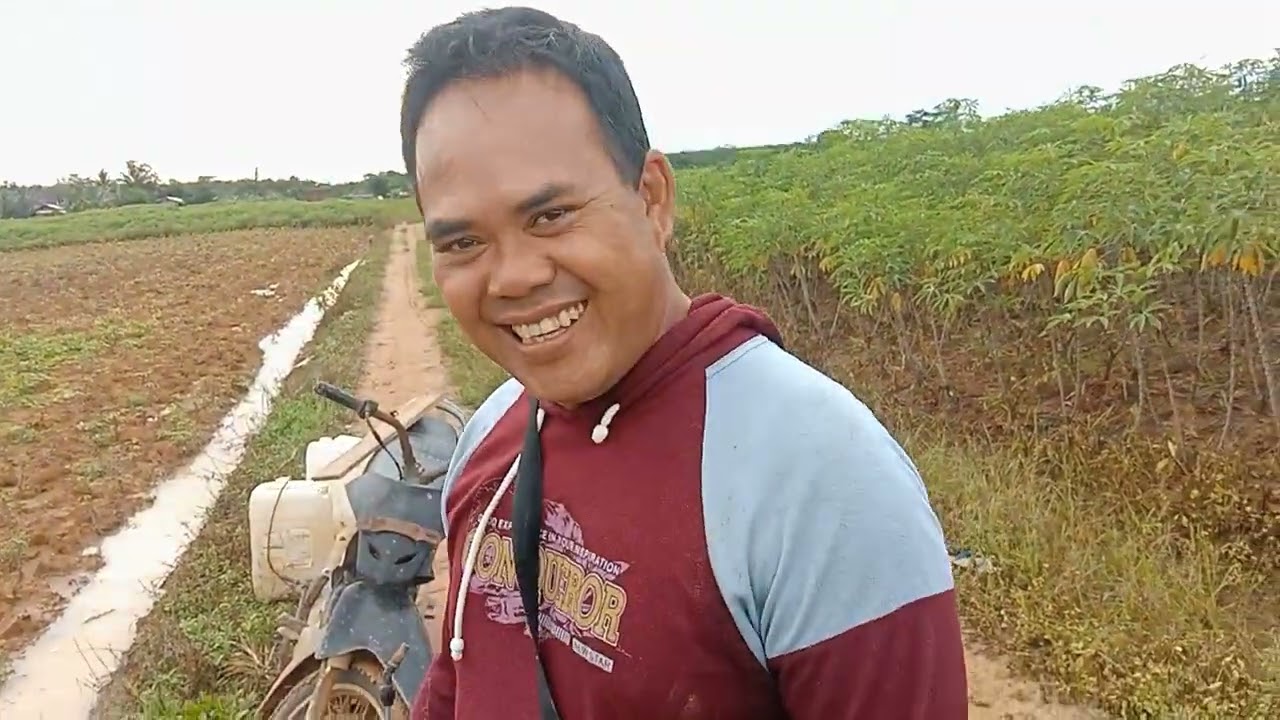 Tiga cara atasi batang singkong habis panen
