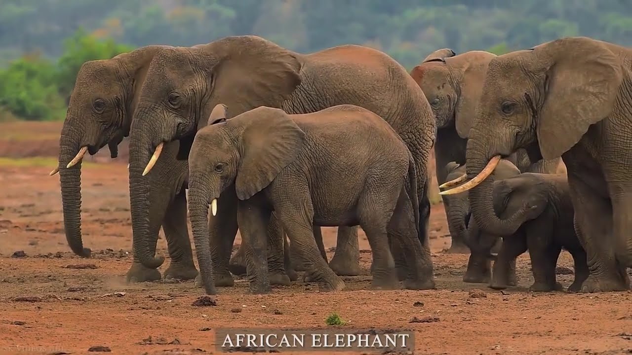 Earth Wildlife Animals Episode 2 | The Most Amazing Wild Animals on Planet Earth Nature Documentary