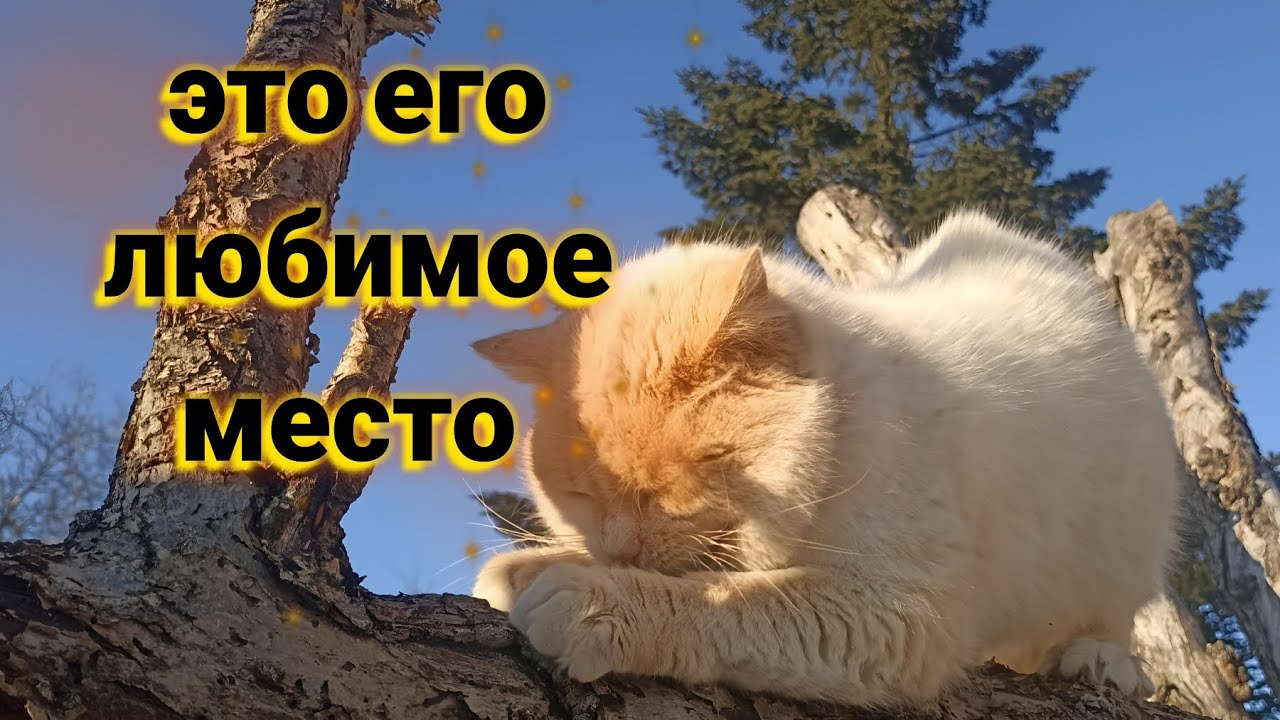 Почему, на самом деле, коты любят деревья?Интересные факты!