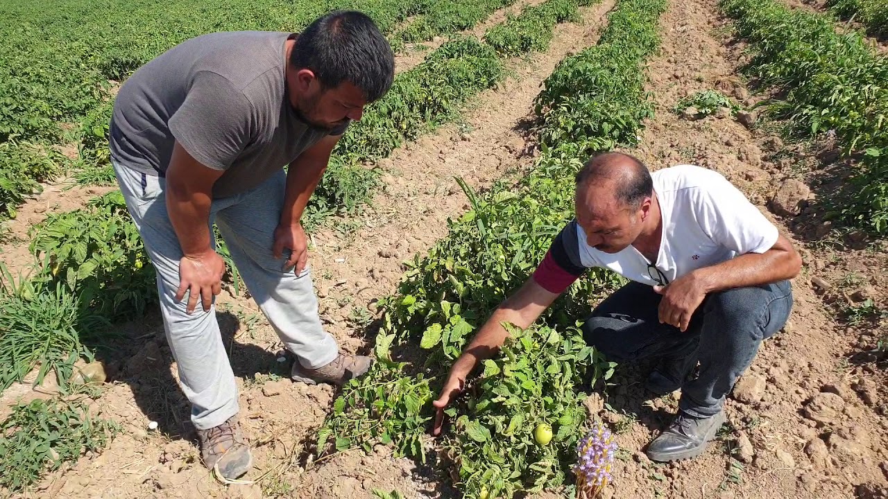 DOMATESTE ORABANJ, CANAVAR OTU, SÜMBÜL, BOĞA OTU, KANSER OTU SÜPER SONUÇ