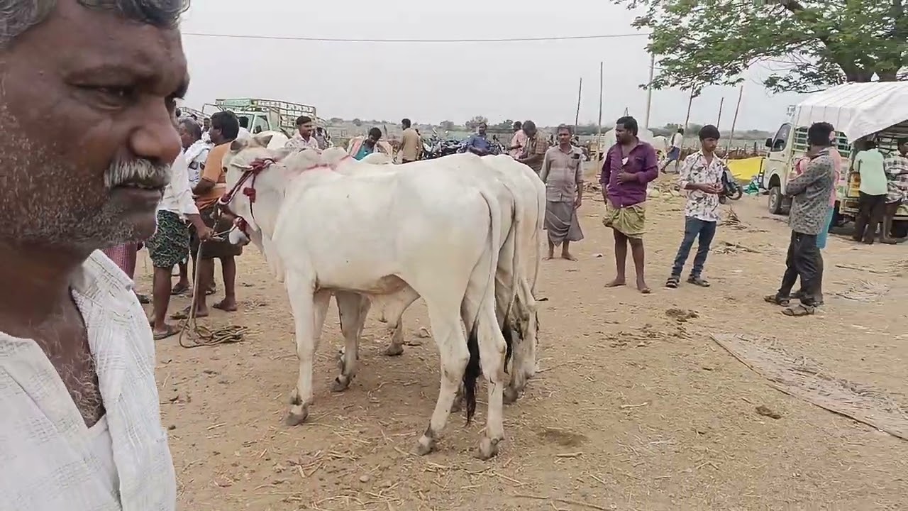 Gudur santa kurnool.#bullsmatket