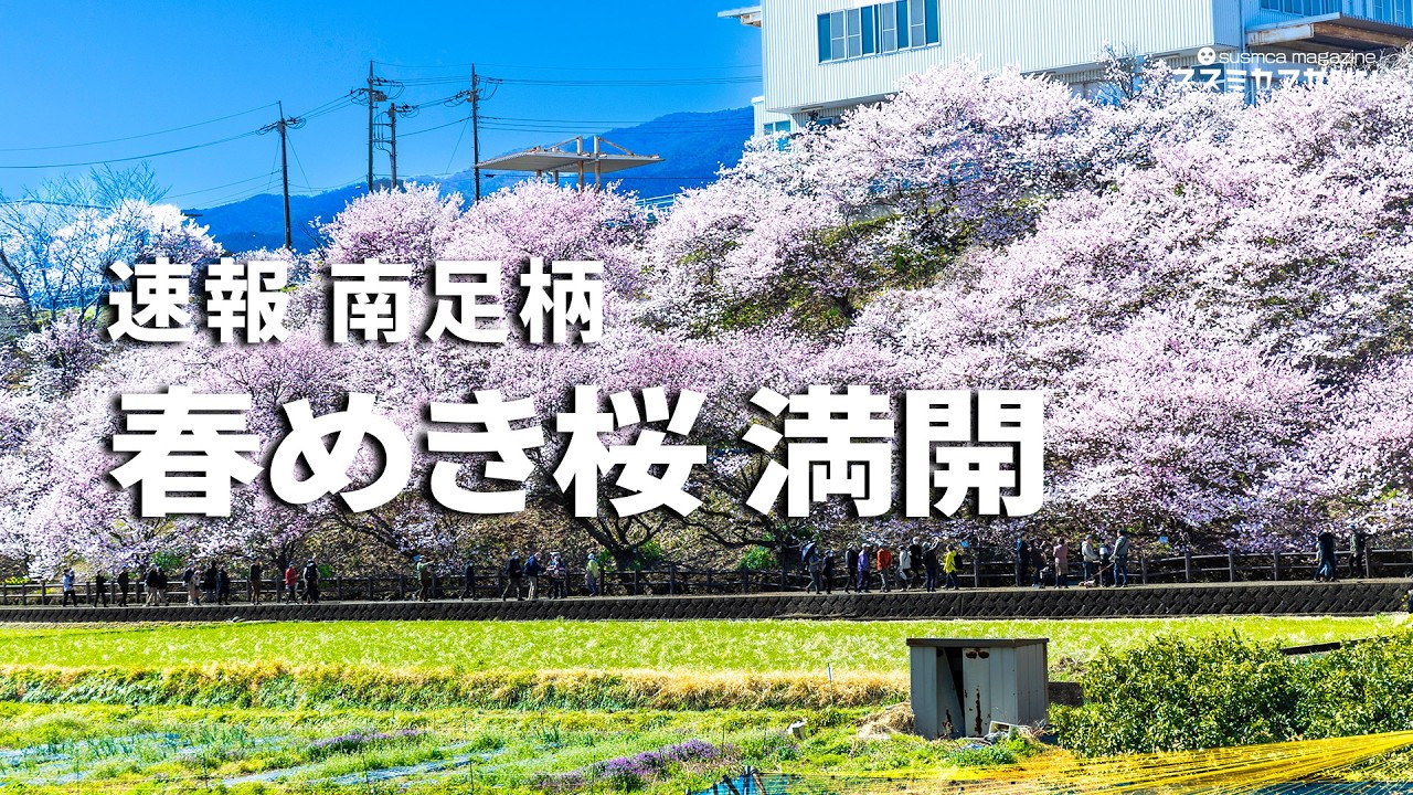 【満開】春めき桜 | 南足柄の春の絶景を周遊 | 春木径と幸せ道、一ノ堰ハラネ、ふくざわ公園
