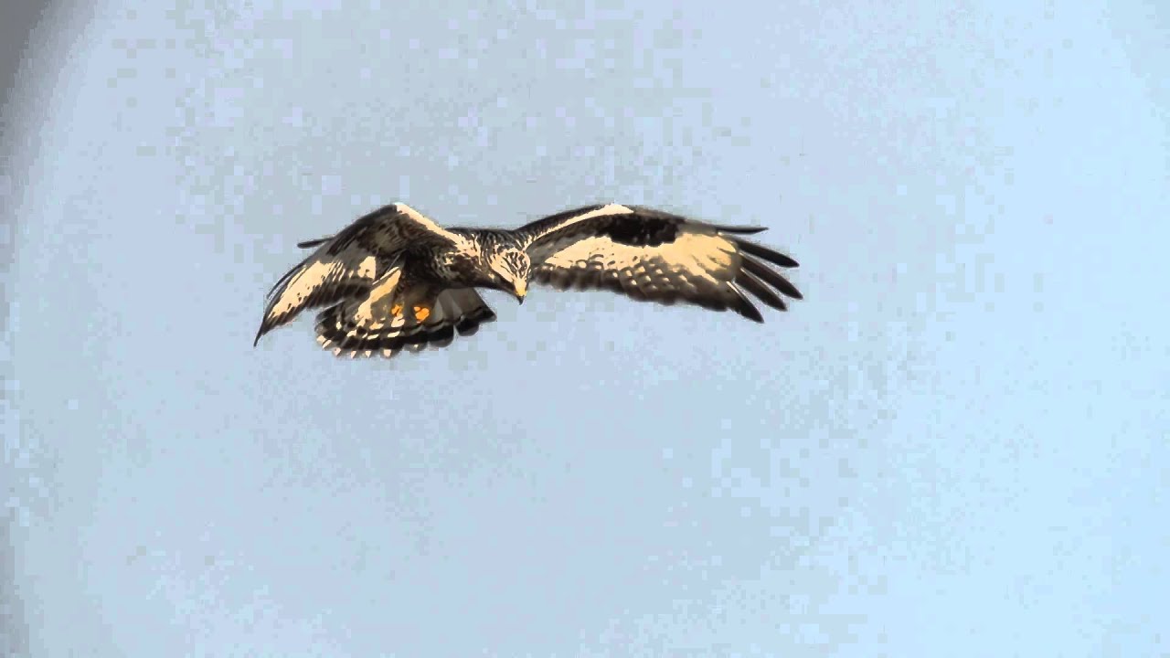 myszoł&oacute;w włochaty Awifauna Doliny Krzny