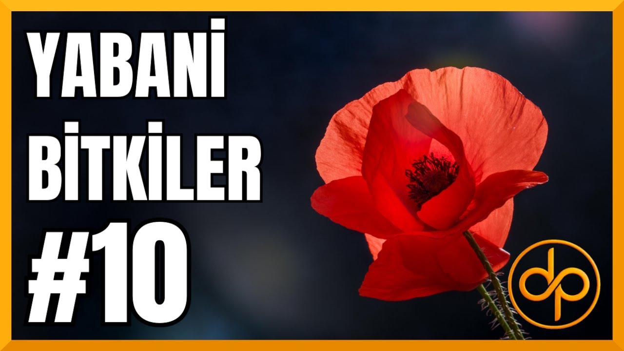 YABANİ BİTKİLER | Bölüm-10: (Çemen Otu, Gelincik, Mercanköşk, Meyan)