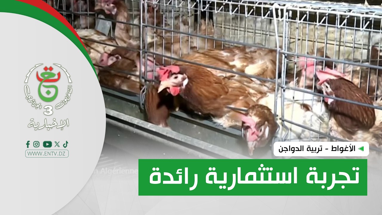 الأغواط - تربية الدواجن | .. تجربة استثمارية رائدة