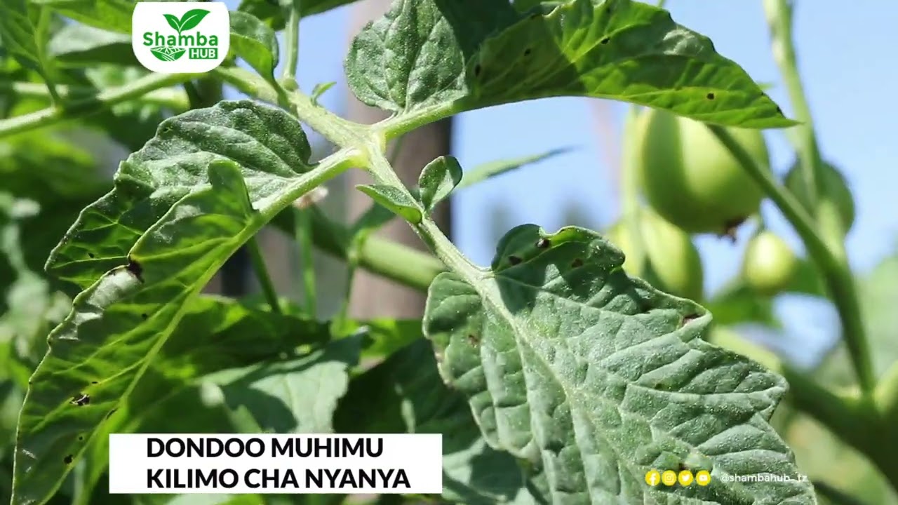 KILIMO CHA NYANYA: DONDOO MUHIMU | MBEGU BORA | MBOLEA YA KUPANDIA | MASOKO YA NYANYA | VIWATILIFU