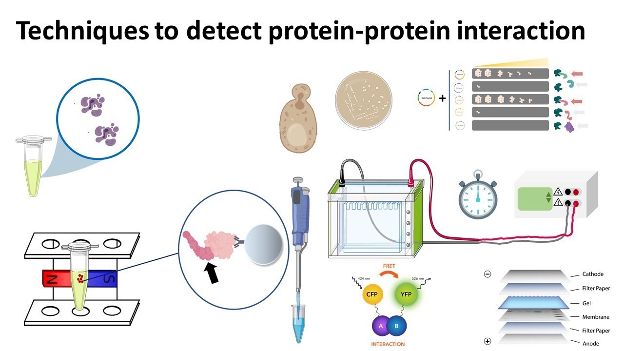 techniques to study protein protein interaction