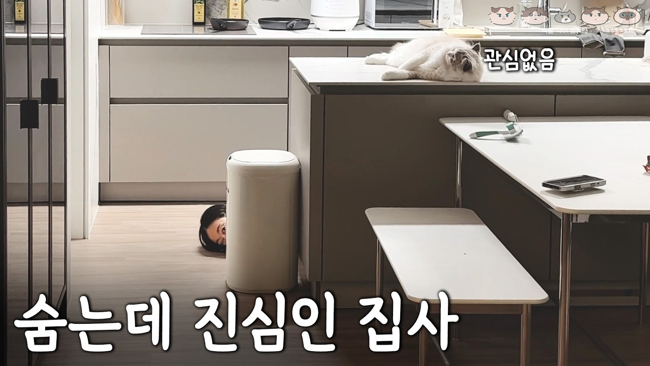 누워만 있는 랙돌들을 위해 기꺼이 사냥감이 되었습니다.