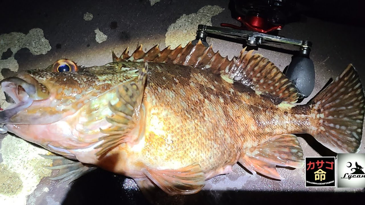 ネコバンザイでマッチョなカサゴ(アラカブ、ガシラ)やっぱり角は楽園だった