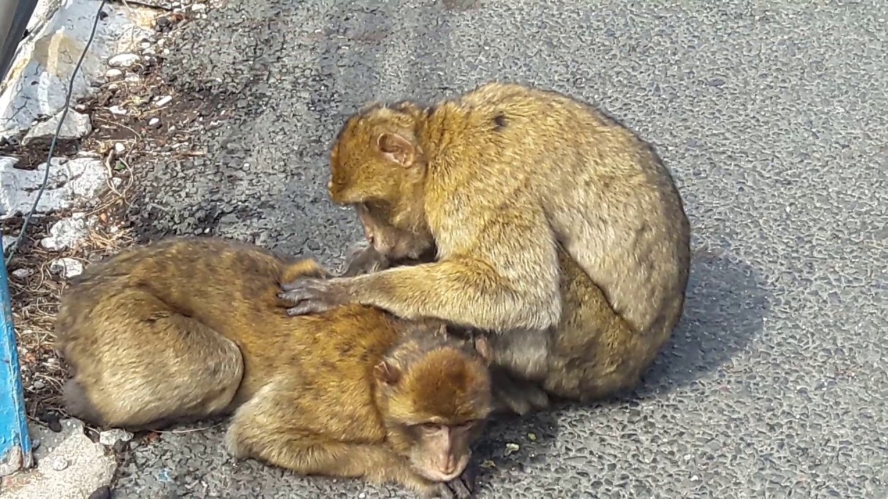 Gibraltar Affen lausen sich