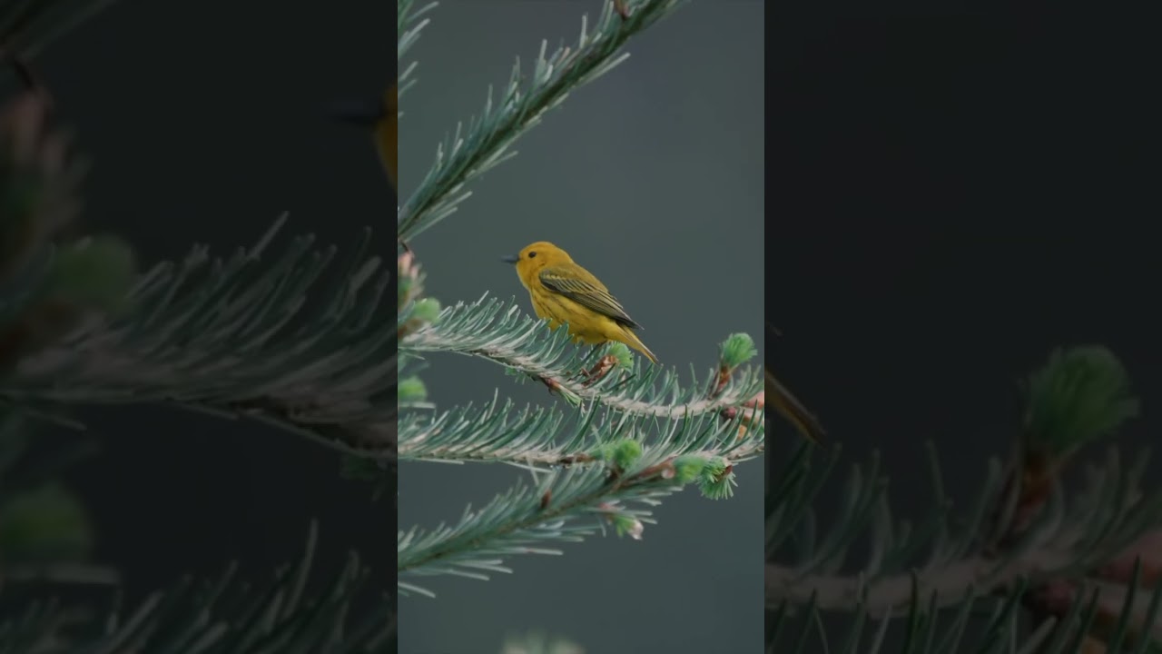 Yellow warbler sings a song 🎶 #birds #wildlife #nature #warbler #songbird