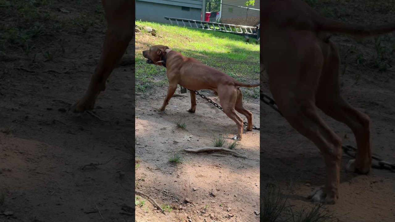 🧱 #Nigerino #RedboyJocko #Bolio #pitbull