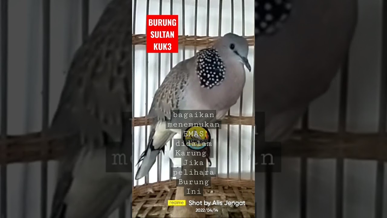 Burung Tekukur kuk 3 Ternyata rajanya burung #short