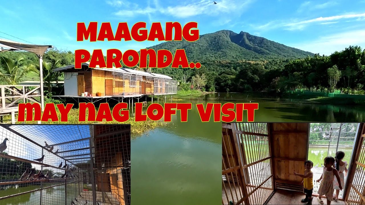 Nagutom ang mga kalapati | Late na ako naka pag pakain