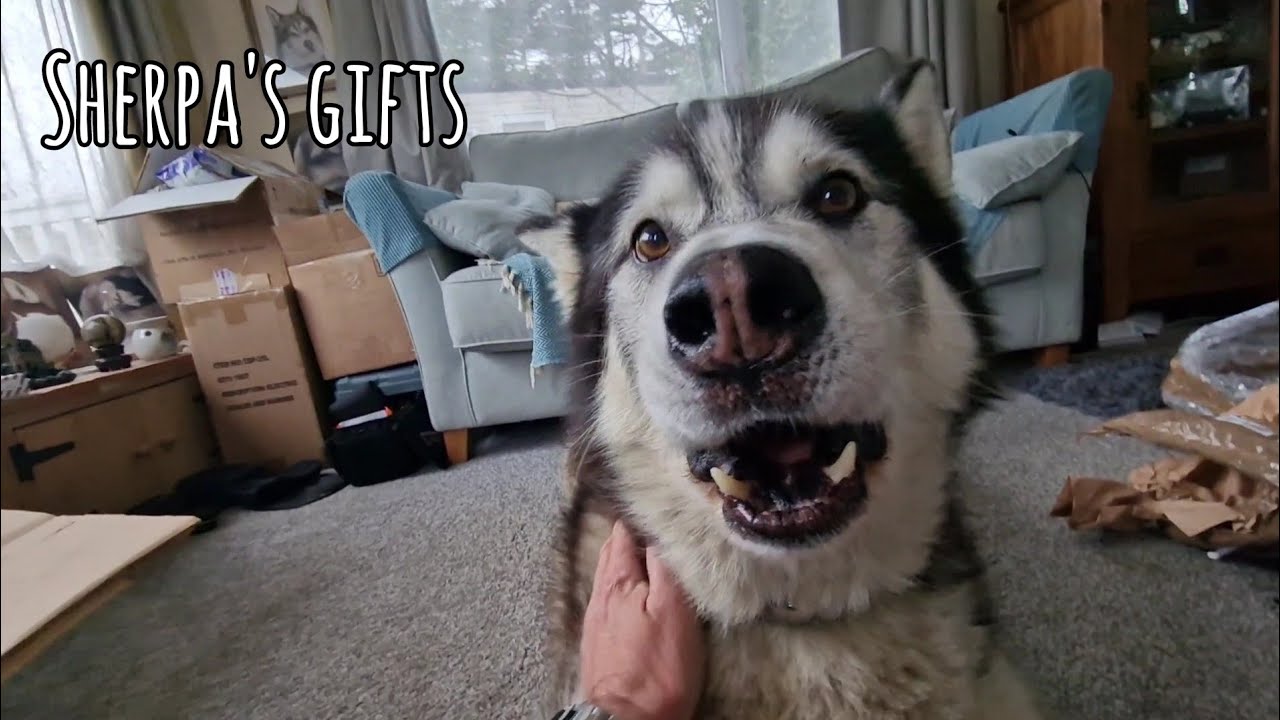 Husky gets to Open the Most Amazing Gifts!