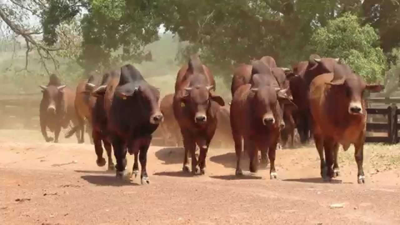 Touros da raça Sindi - Fazendas Reunidas Castilho
