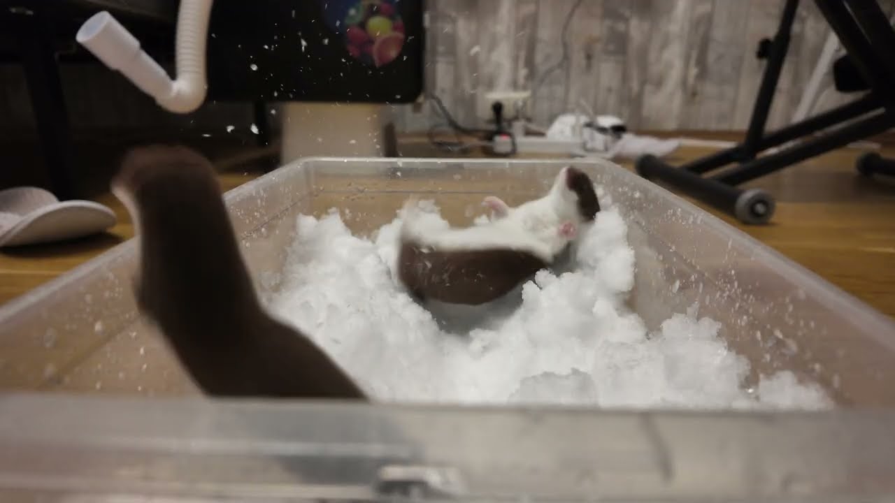 Weasels Playing in the Snow ❄️ Pure Winter Fun