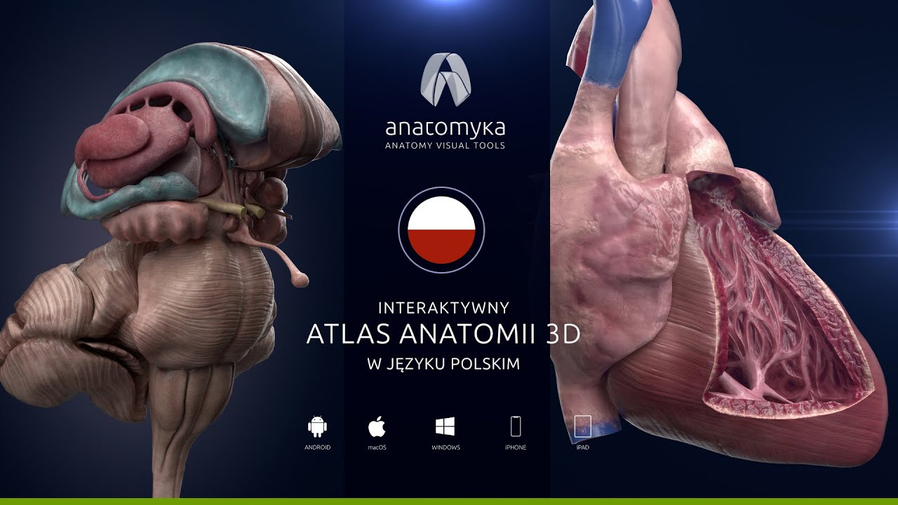 Anatomyka Academic PRO PL 1.2 - teraz w języku polskim!