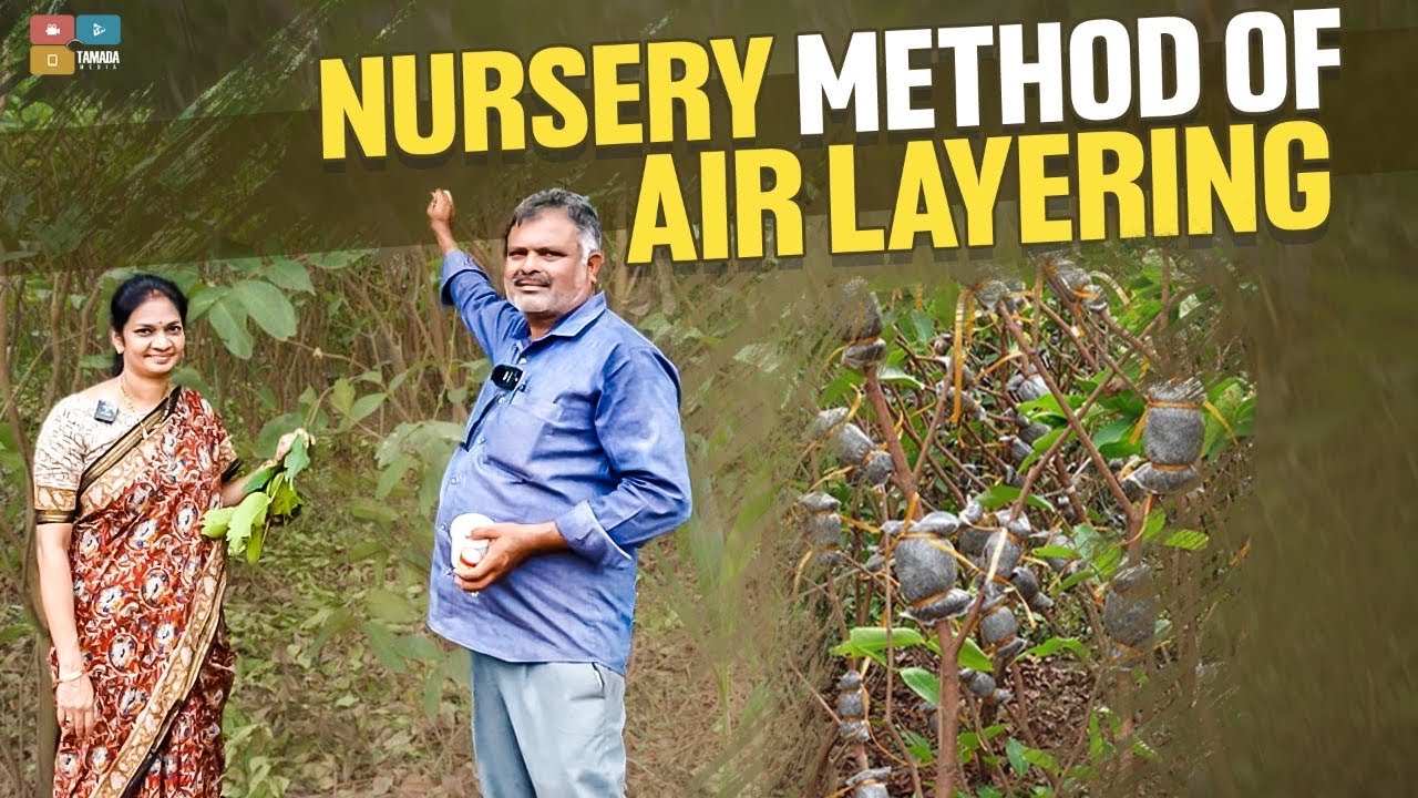 Air layering |నర్సరీ వాళ్ళ పద్ధతిలో ఒక్క మదర్ ప్లాంట్ నుండి ఎన్నోమొక్కలు సృష్టించవచ్చు| Mad Gardener