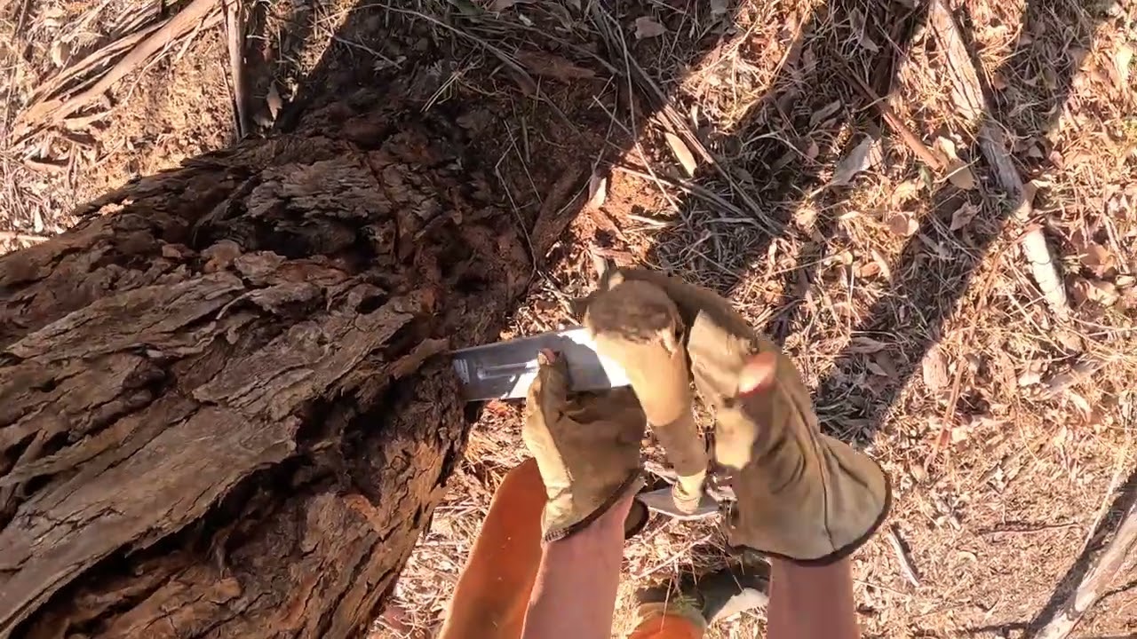 Felling medium size eucalypt not my best work but gets the job done 
