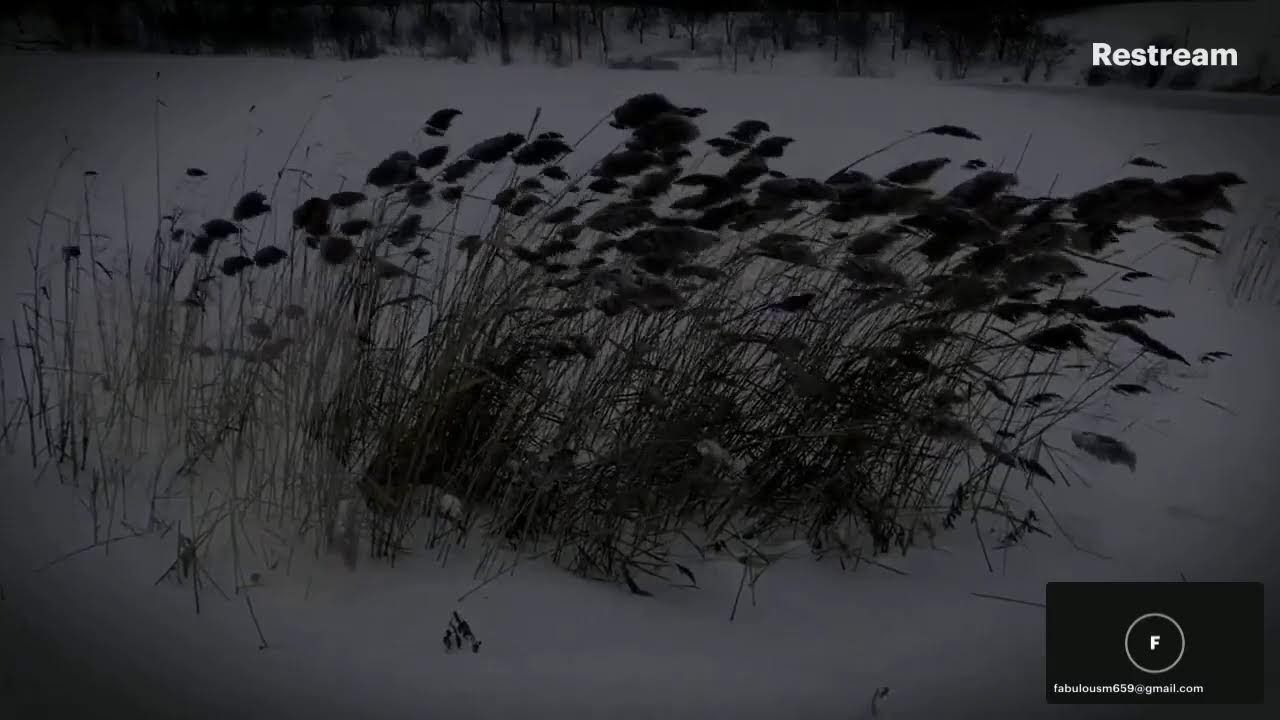 Ethereal Tides: A Black & White Piano Journey for relaxation
