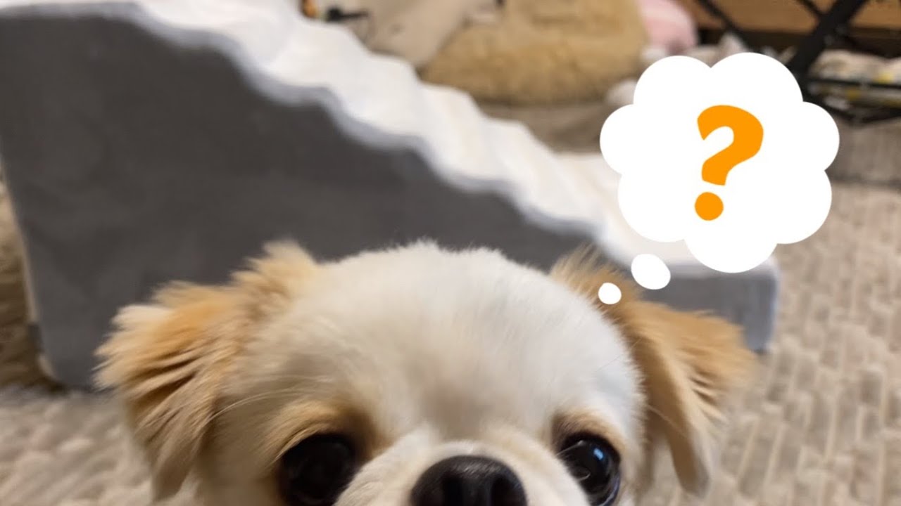 これなに...犬用スロープって？
