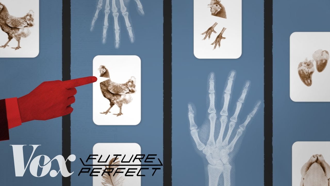 The chicken industry’s worker safety problem