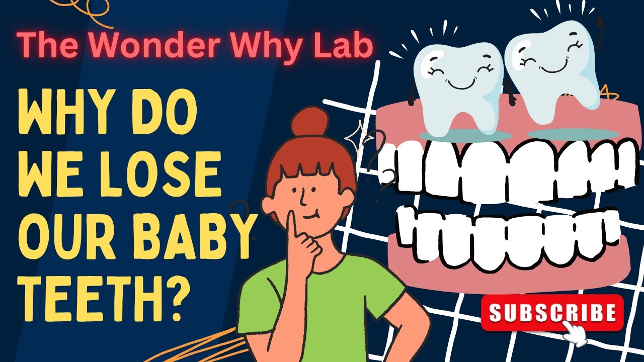 Science for Kids: Why do we lose our baby teeth? | The Wonder Why Lab