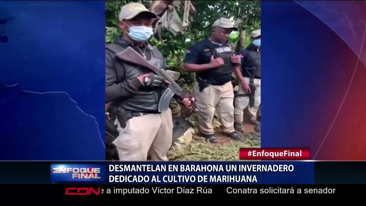 Desmantelan en Barahona un invernadero dedicado al cultivo de marihuana