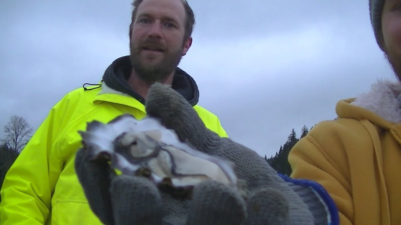 WA (Shell)fish Quest EP 22: Pacific Oyster
